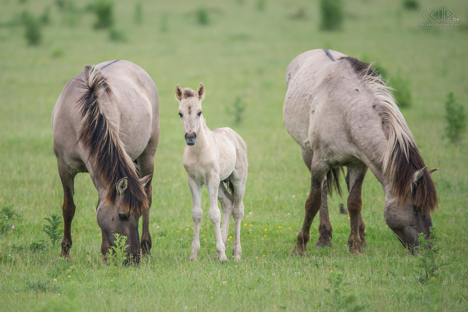 Oostvaardersplassen - Konik paarden De Oostvaardersplassen in Flevoland is het grootste nationale park in Nederland. 25 jaar geleden werden er ook edelherten, heckrunderen en konik paarden uitgezet en dit park is dan een zeer goed voorbeeld van de wildernisvisie. Nu leven er ongeveer 1100 wilde paarden en dat is de grootste populatie in Europa. De konik is van oorsprong een Pools en Wit-Russisch klein wild paard. Ze leven in grote groepen met veel veulens en er is vaak veel interactie en zelfs gevechten.  Stefan Cruysberghs